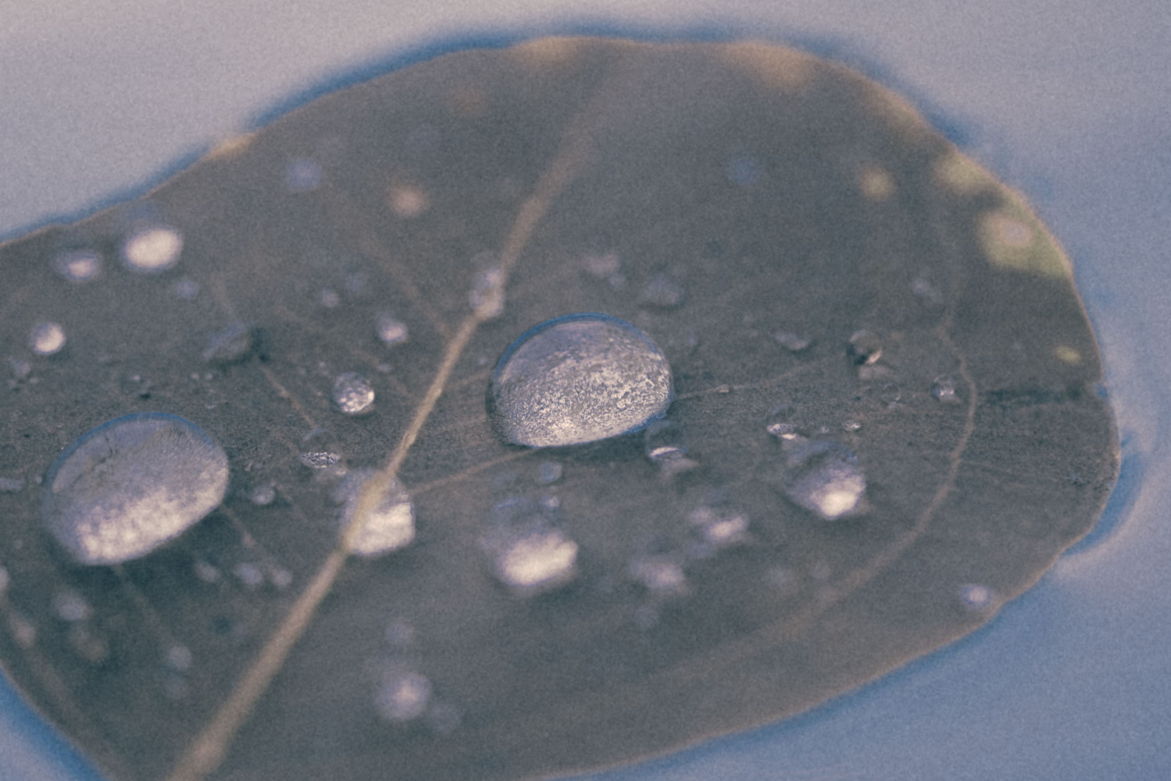 Close-up water droplets resting on the dark surface of a leaf.